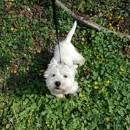 West highland white terrier Hanks