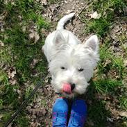 West highland white terrier Hanks