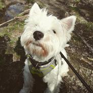 West highland white terrier Hanks