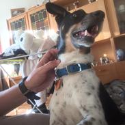 Dansk svensk gaardhund kvik