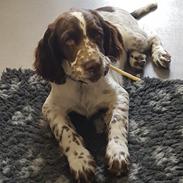 Engelsk springer spaniel Chili Love (Diamond Ring Love Of My Life)