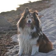 Shetland sheepdog Shellove Hulla Balou