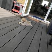 Pomeranian Aya