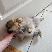 Pomeranian Aya