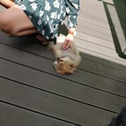 Pomeranian Aya