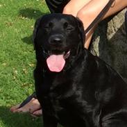 Labrador retriever Kevin