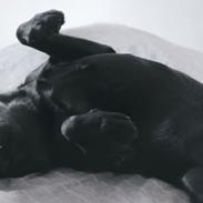 Labrador retriever Kevin