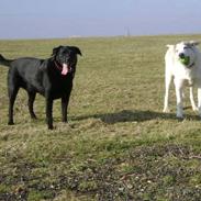 Labrador retriever Kevin