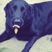 Labrador retriever Kevin