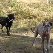 Labrador retriever Kevin