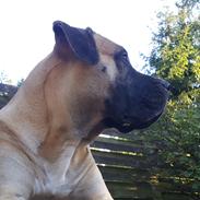 Dogo canario Crystal Fuerza Bull (Mina)