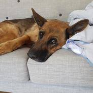 Schæferhund Arijel's Fidji 