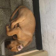 Blanding af racer Bentley