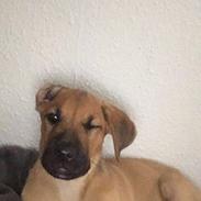 Blanding af racer Bentley