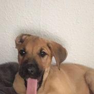 Blanding af racer Bentley