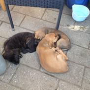 Blanding af racer Bentley