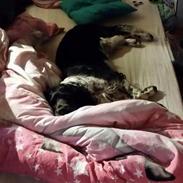 Engelsk springer spaniel (Aflivet) Basse