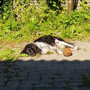 Engelsk springer spaniel (Aflivet) Basse