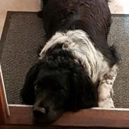 Engelsk springer spaniel (Aflivet) Basse