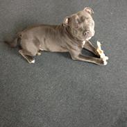 Staffordshire bull terrier Silver