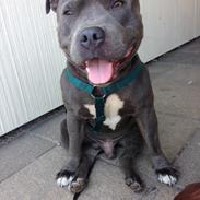 Staffordshire bull terrier Silver