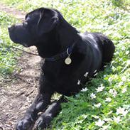 Labrador retriever BOSKO