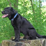 Labrador retriever BOSKO