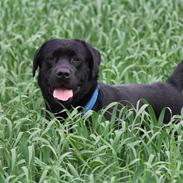 Labrador retriever BOSKO