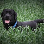 Labrador retriever BOSKO
