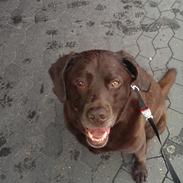 Labrador retriever Bobo (2009-2018)