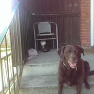 Labrador retriever Bobo (3/8/2009-27/5/2018)