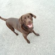 Labrador retriever Bobo (2009-2018)