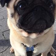 Mops Basically Jingles (Pjevs)