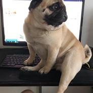 Mops Basically Jingles (Pjevs)