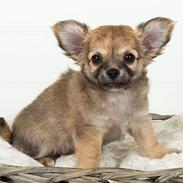 Chihuahua Little Angel's Hero