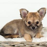 Chihuahua Little Angel's Hero