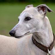 Whippet Ghini