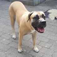 Dogo canario Crystal Fuerza Bull (Mina)