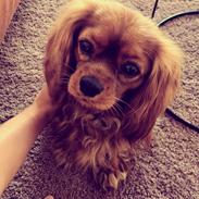 Cavalier king charles spaniel Pupik