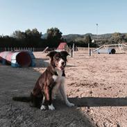 Border collie Spotting look- at Ellie