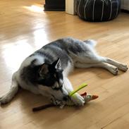 Siberian husky Toby