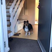 Shetland sheepdog Malik