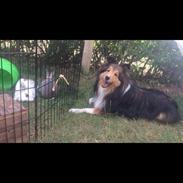 Shetland sheepdog Malik