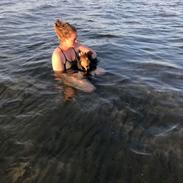 Shetland sheepdog Malik