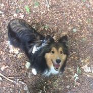 Shetland sheepdog Malik