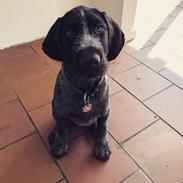 Ruhåret hønsehund Vanghytten C. Cass
