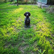 Ruhåret hønsehund Vanghytten C. Cass
