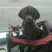 Ruhåret hønsehund Vanghytten C. Cass