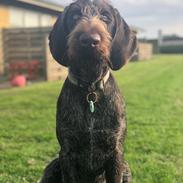 Ruhåret hønsehund Nones ( Midtfjords Buller )