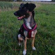 Blanding af racer Blanca